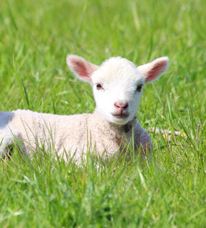 LambGro Pellets 20kg