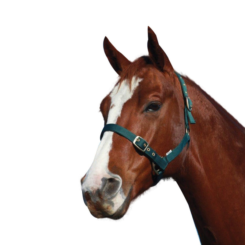 Showcraft Warmblood Halter
