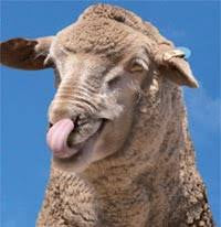 LambGro Pellets 20kg