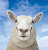 EasyOne Sheep Cubes 20kg