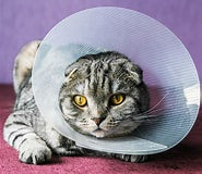 Plastic Pet Collar / Cone