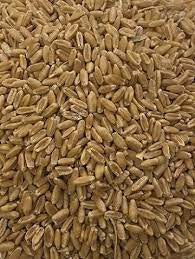 Seconds Wheat 20kg WA Cons Grains